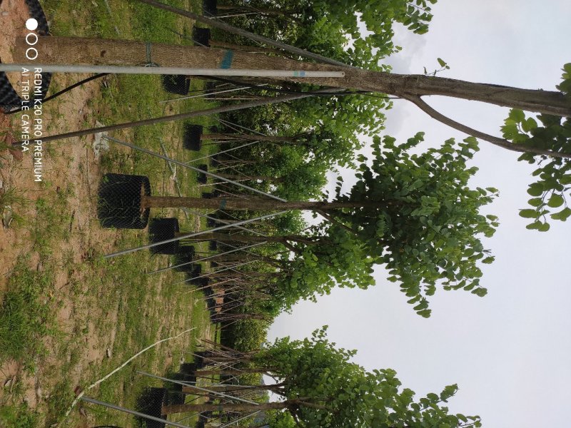 宫粉紫荆基地移植苗大量供应