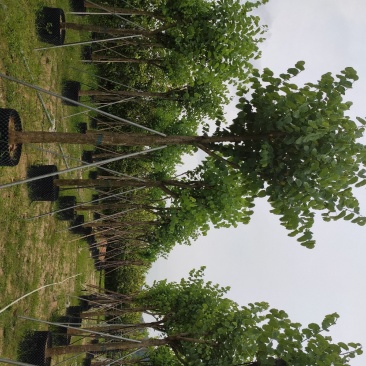宫粉紫荆基地移植苗大量供应