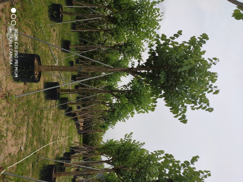 宫粉紫荆基地移植苗大量供应