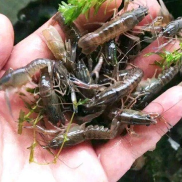 澳洲龙虾苗，产地直批，百万现货，支持全国发货