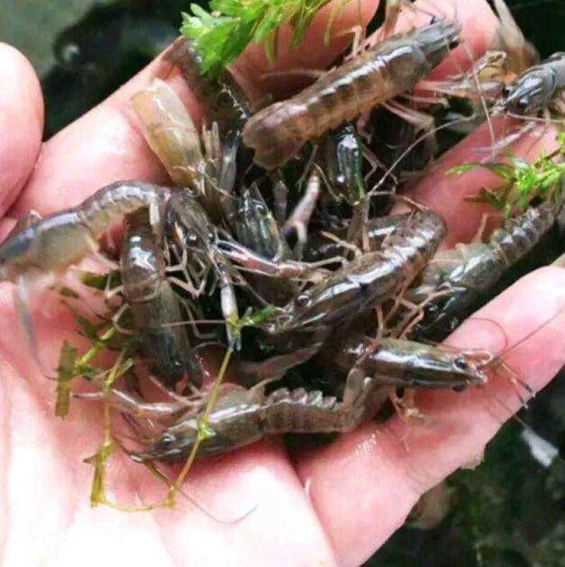 澳洲龙虾苗，产地直批，百万现货，支持全国发货