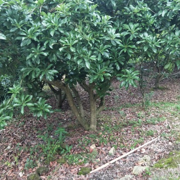 杨梅树