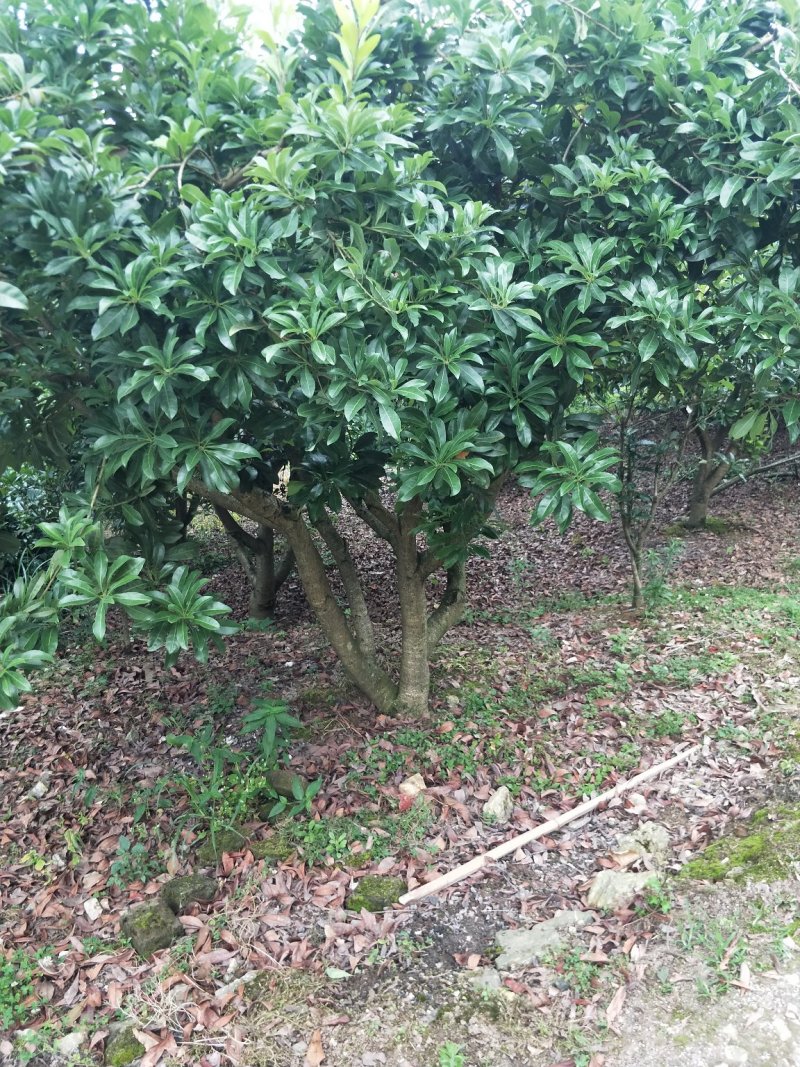 杨梅树
