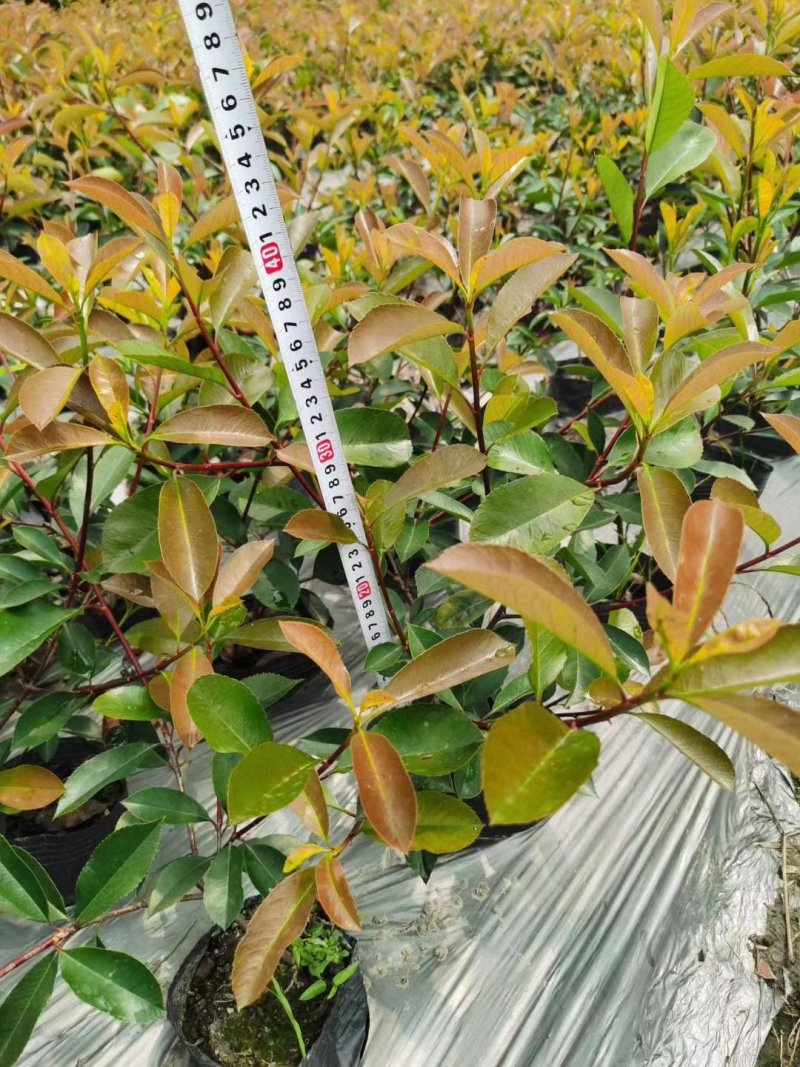 红叶石楠，杯苗，地苗，毛笼子均有现货。欢迎联系。