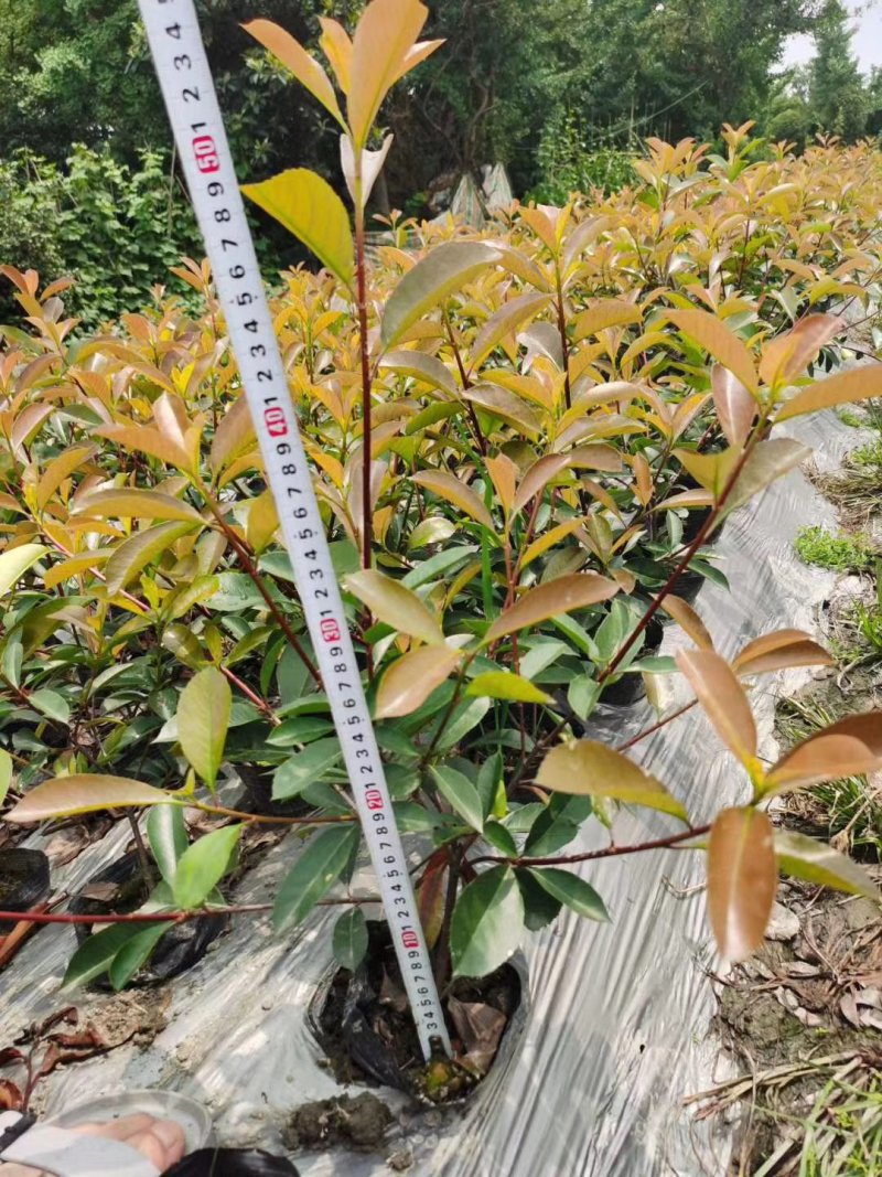 红叶石楠，杯苗，地苗，毛笼子均有现货。欢迎联系。