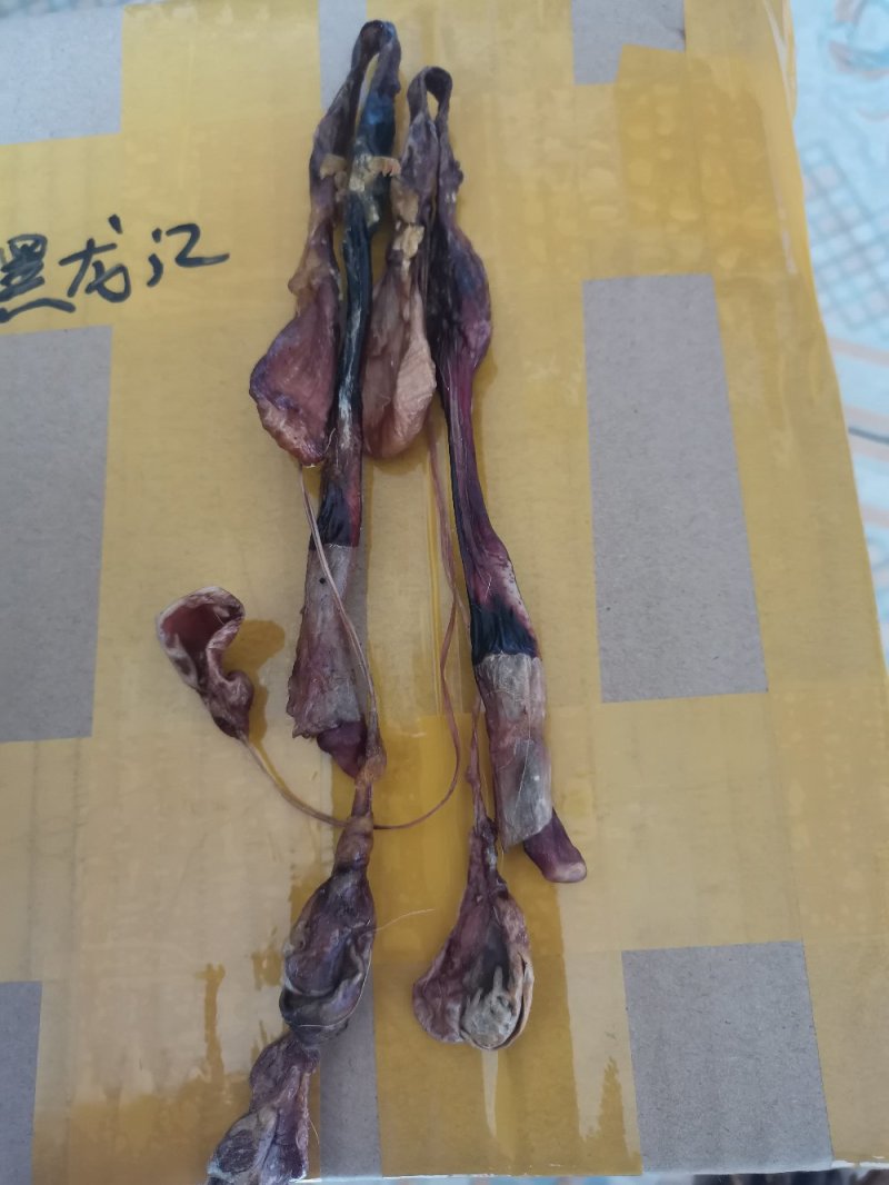 狗鞭全狗鞭全狗肾无硫无添加泡酒料包邮