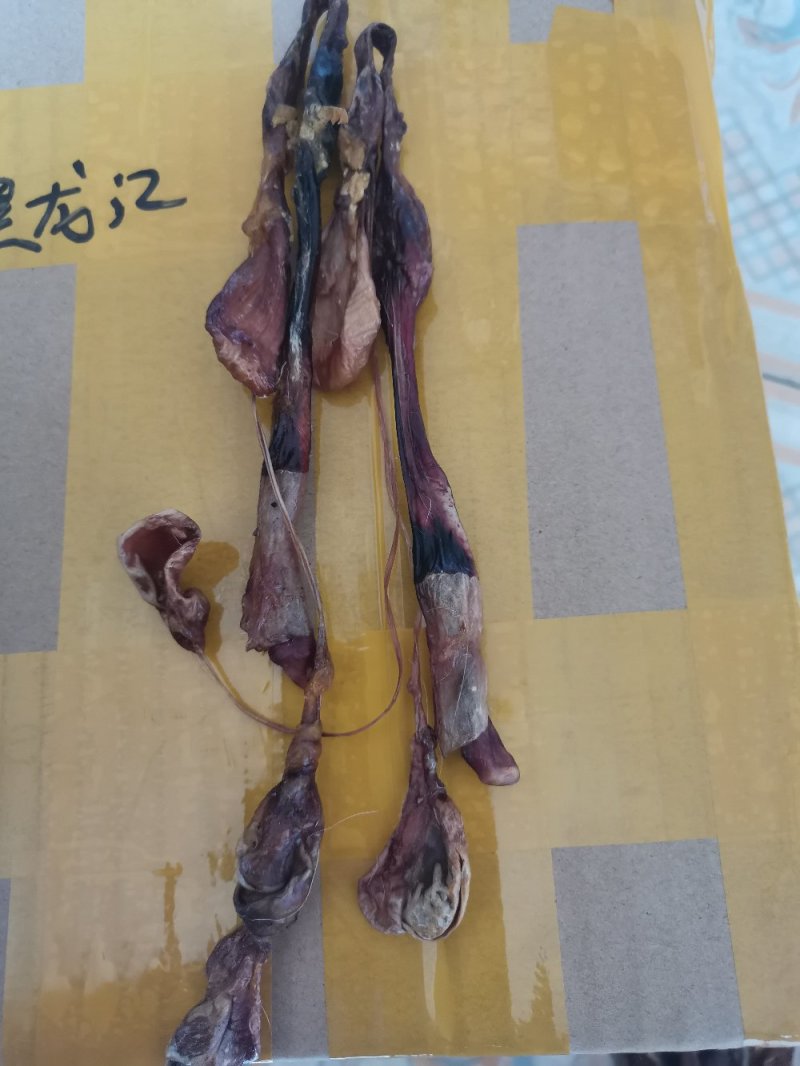 狗鞭全狗鞭全狗肾无硫无添加泡酒料包邮