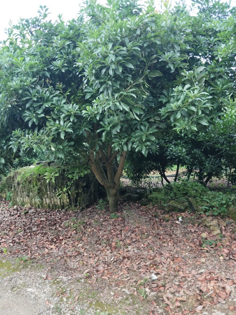 杨梅树