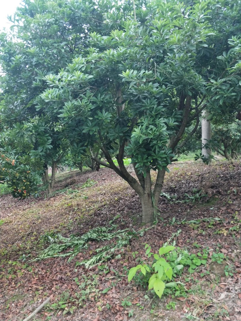 杨梅树