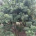 杨梅树
