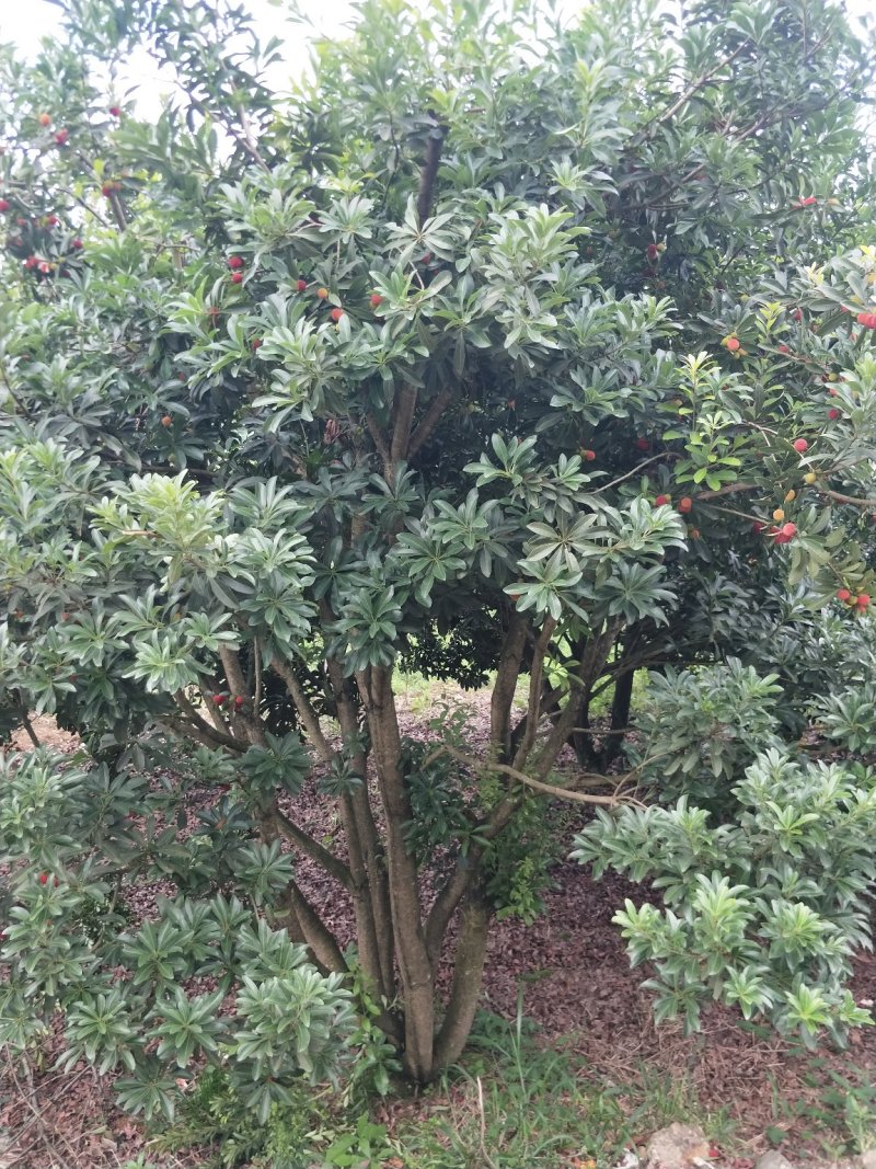 杨梅树