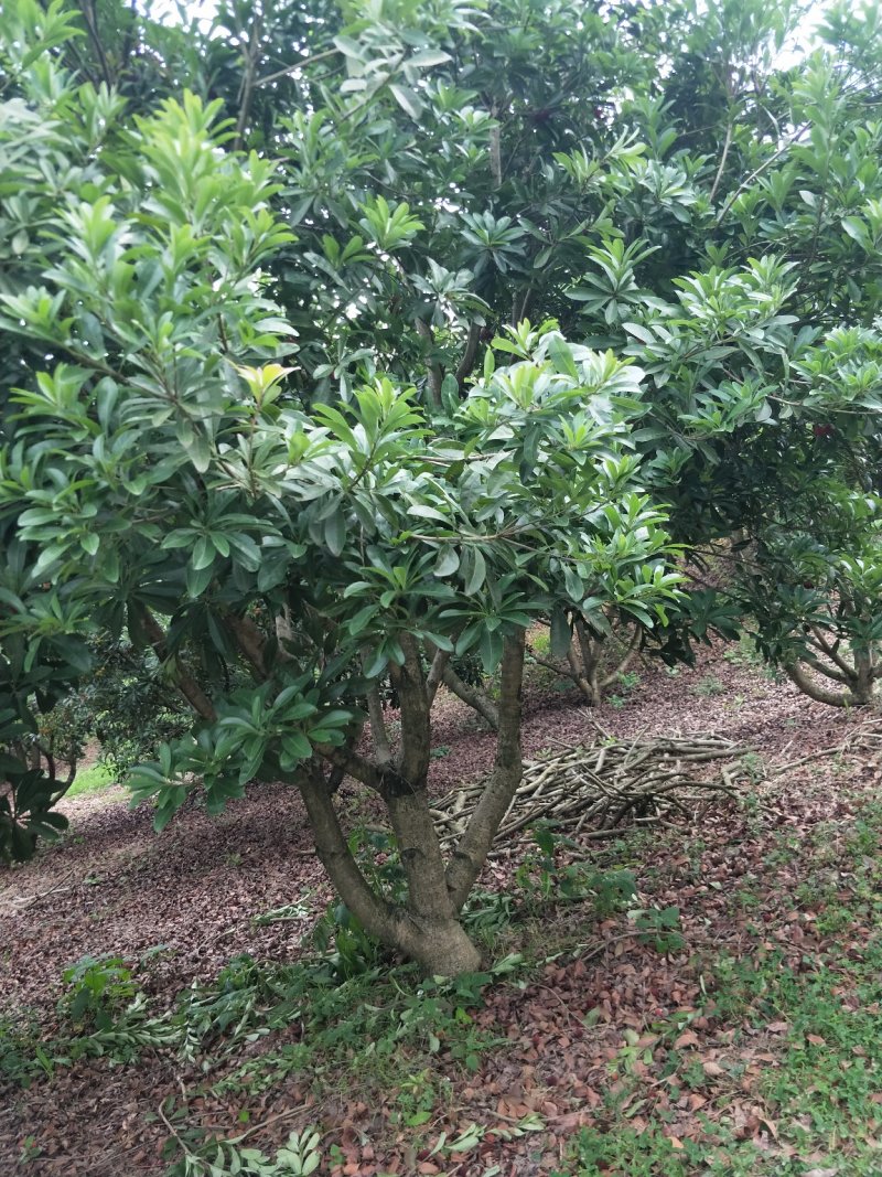 杨梅树