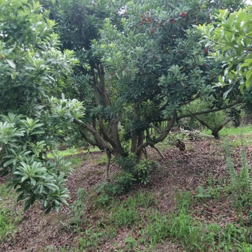 杨梅树