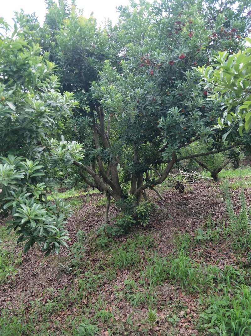 杨梅树