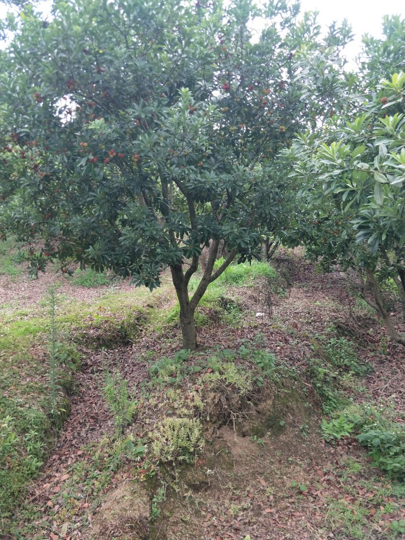 杨梅树