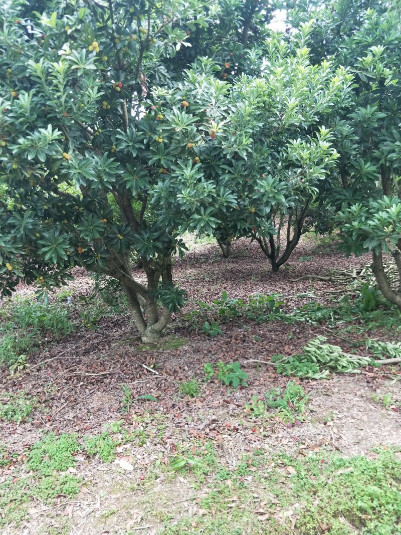杨梅树