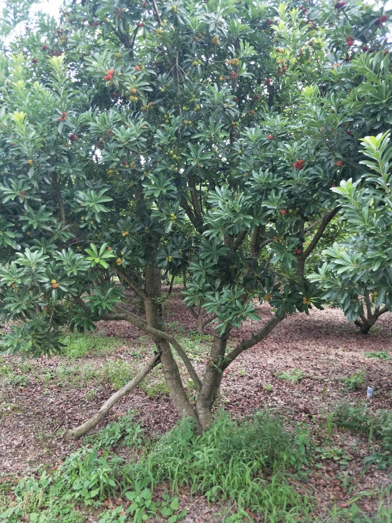 杨梅树