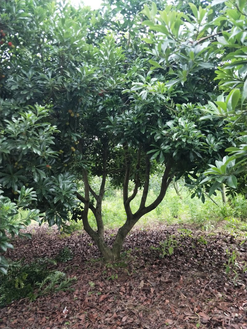 杨梅树