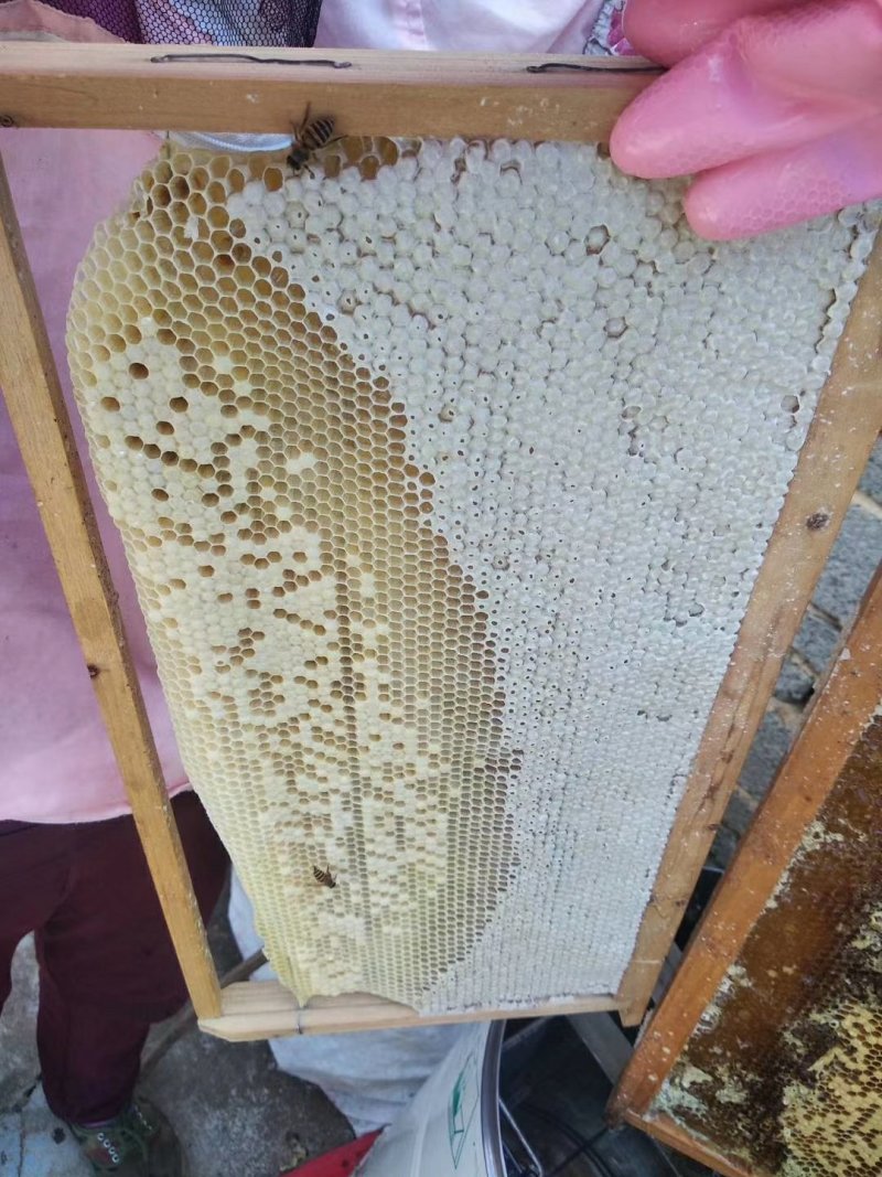 来自大自然的恩赐天然百花蜜
