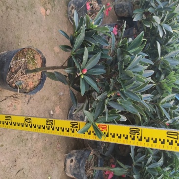 茶花四季红山茶四季杜鹃茶基地直销