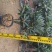 茶花四季红山茶四季杜鹃茶基地直销