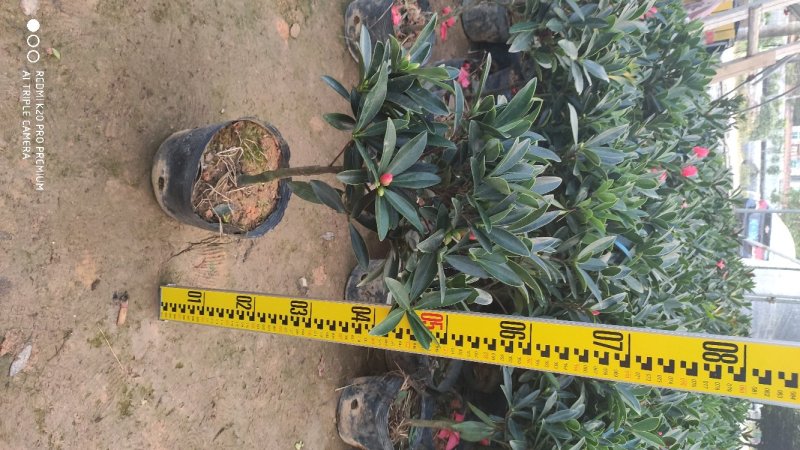茶花四季红山茶四季杜鹃茶基地直销