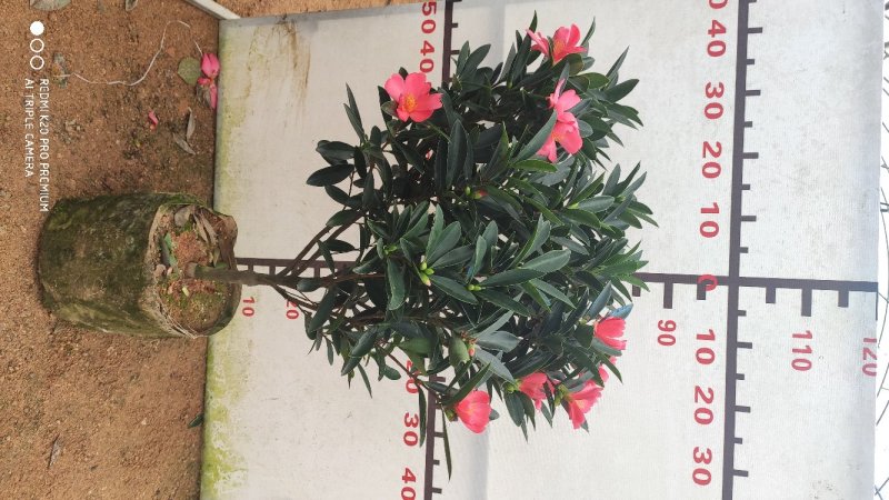茶花四季红山茶四季杜鹃茶基地直销