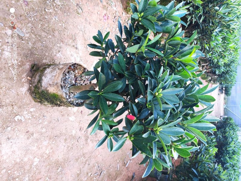 茶花四季红山茶四季杜鹃茶基地直销