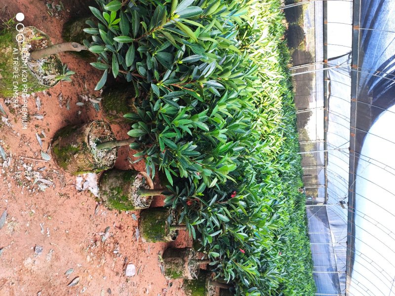 茶花四季红山茶四季杜鹃茶基地直销