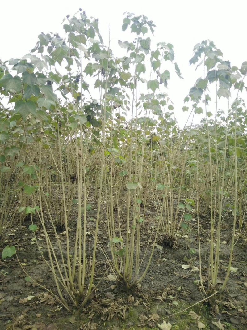 地苗木芙蓉丛生木芙蓉6-15公分