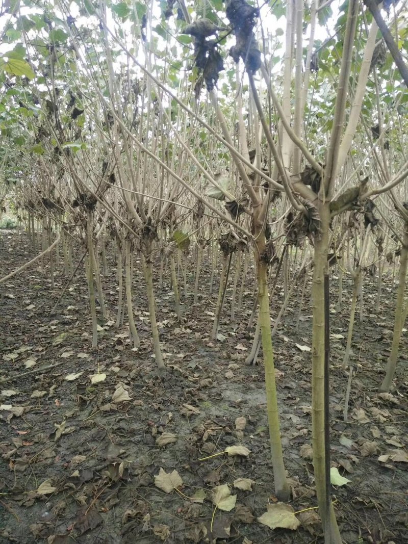 地苗木芙蓉丛生木芙蓉6-15公分