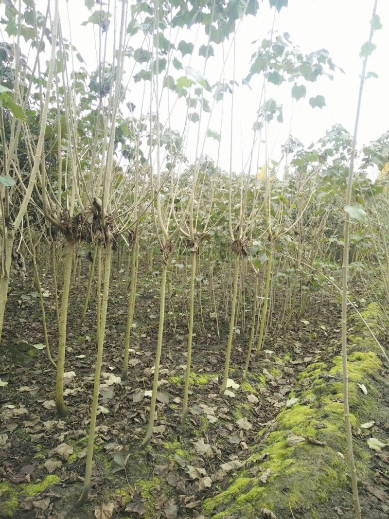地苗木芙蓉丛生木芙蓉6-15公分