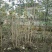 地苗木芙蓉丛生木芙蓉6-15公分