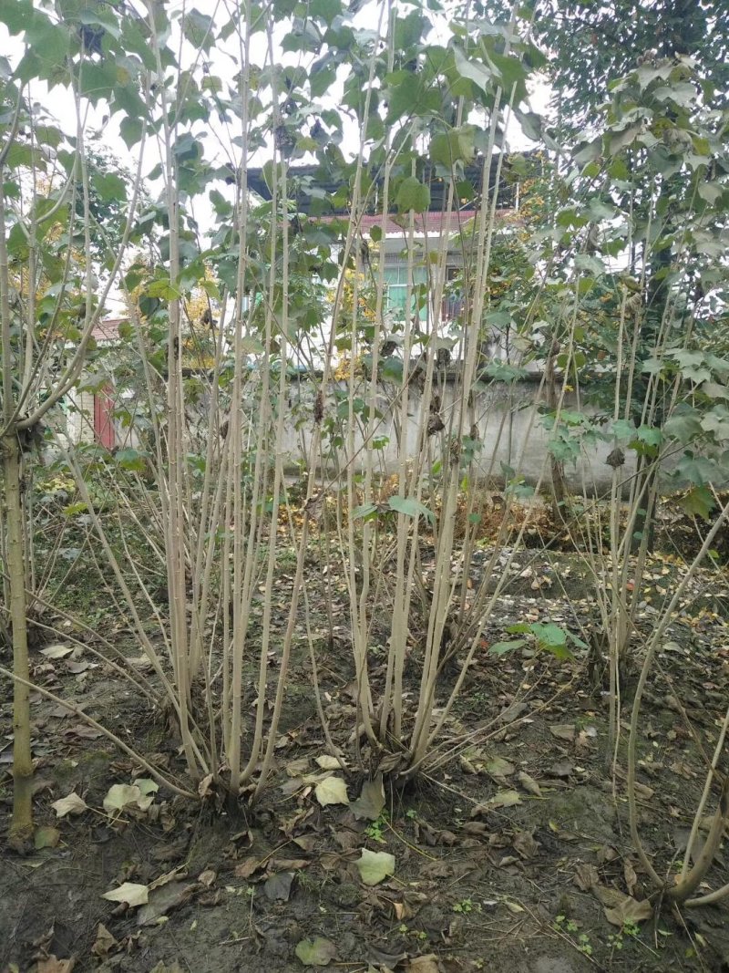 地苗木芙蓉丛生木芙蓉6-15公分