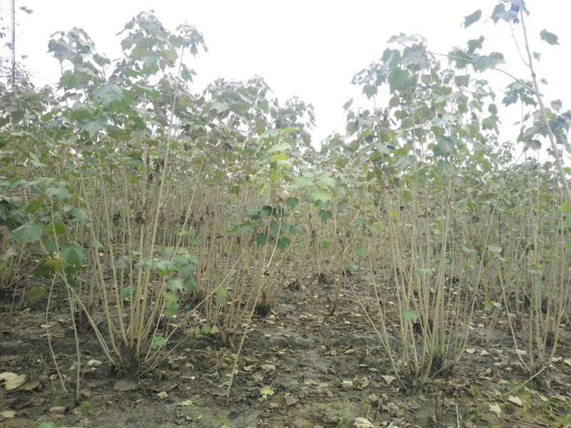 地苗木芙蓉丛生木芙蓉6-15公分