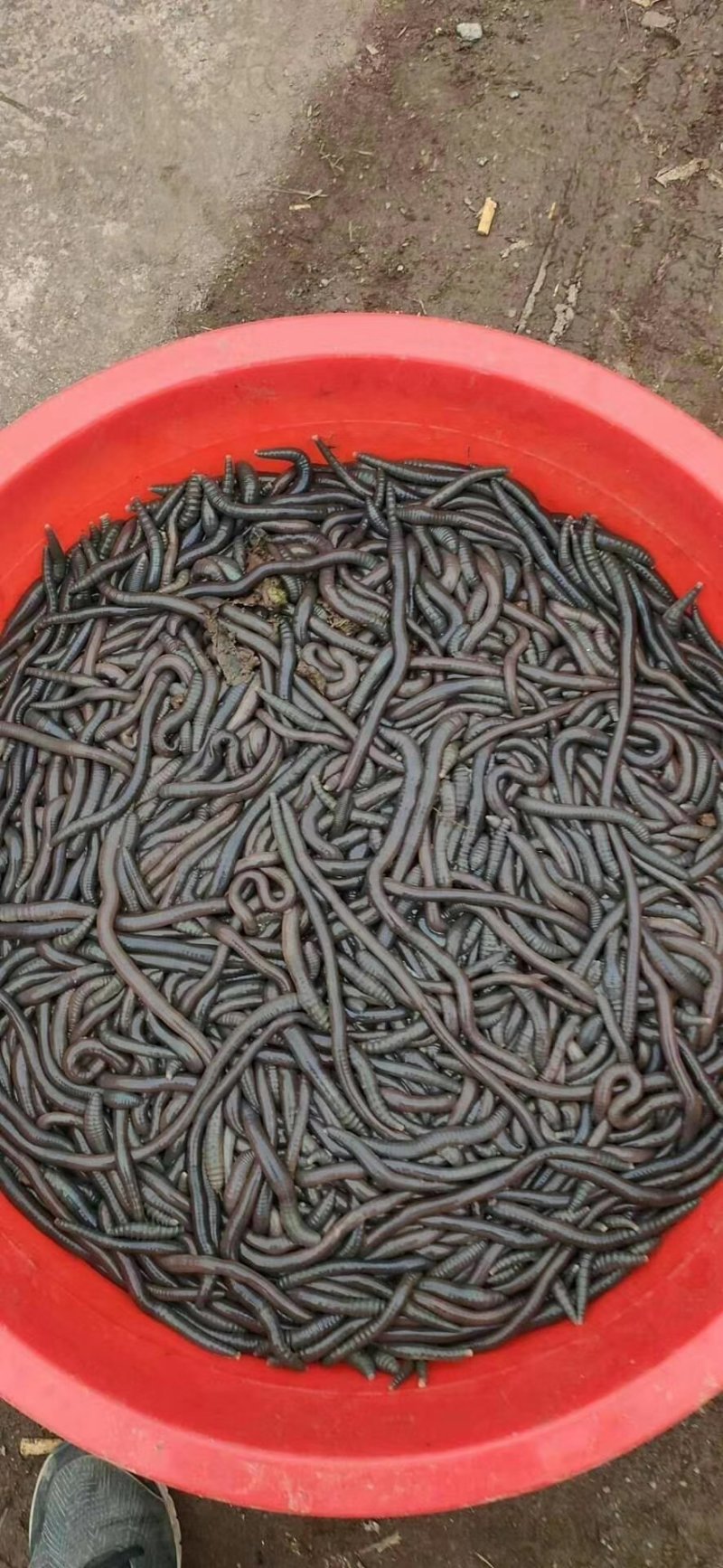 蚯蚓