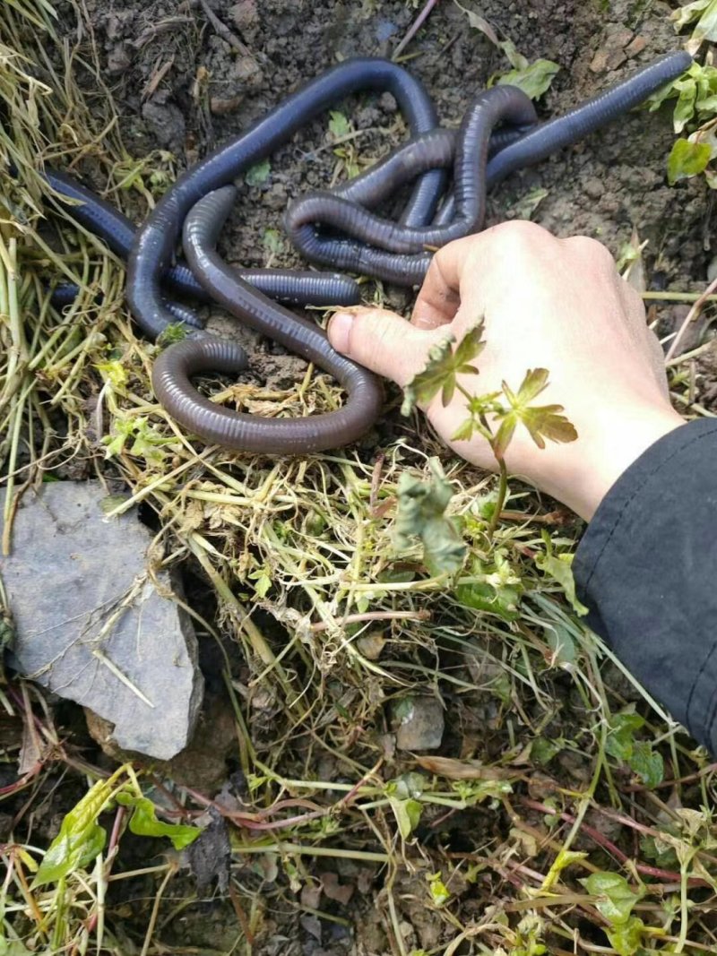 蚯蚓