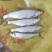 【优质】花鲢鲢鳙鱼水库纯生态花鲢，肉质鲜嫩，规格齐全