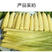 新鲜带壳玉米笋5斤长期有货，专供团购或者电商平台