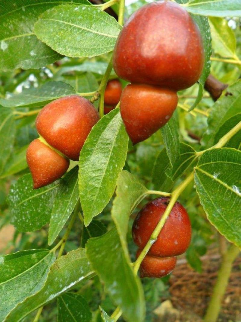 龙须枣苗葫芦枣苹果枣包结果包纯度
