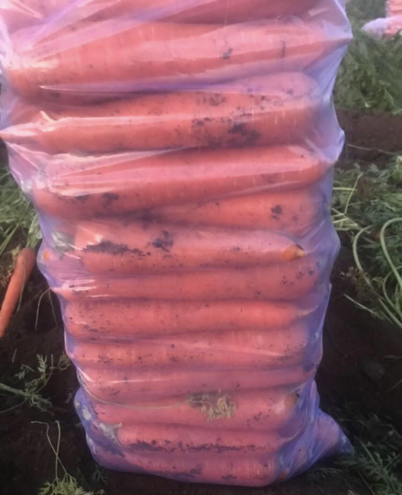 水洗胡萝卜，精品胡萝卜，货源充足，产地直发