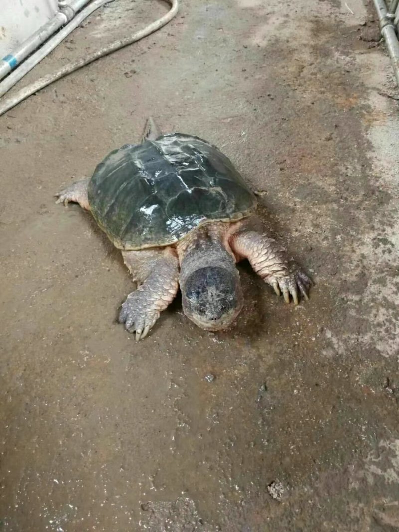 鳄鱼龟