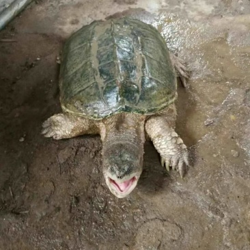 鳄鱼龟