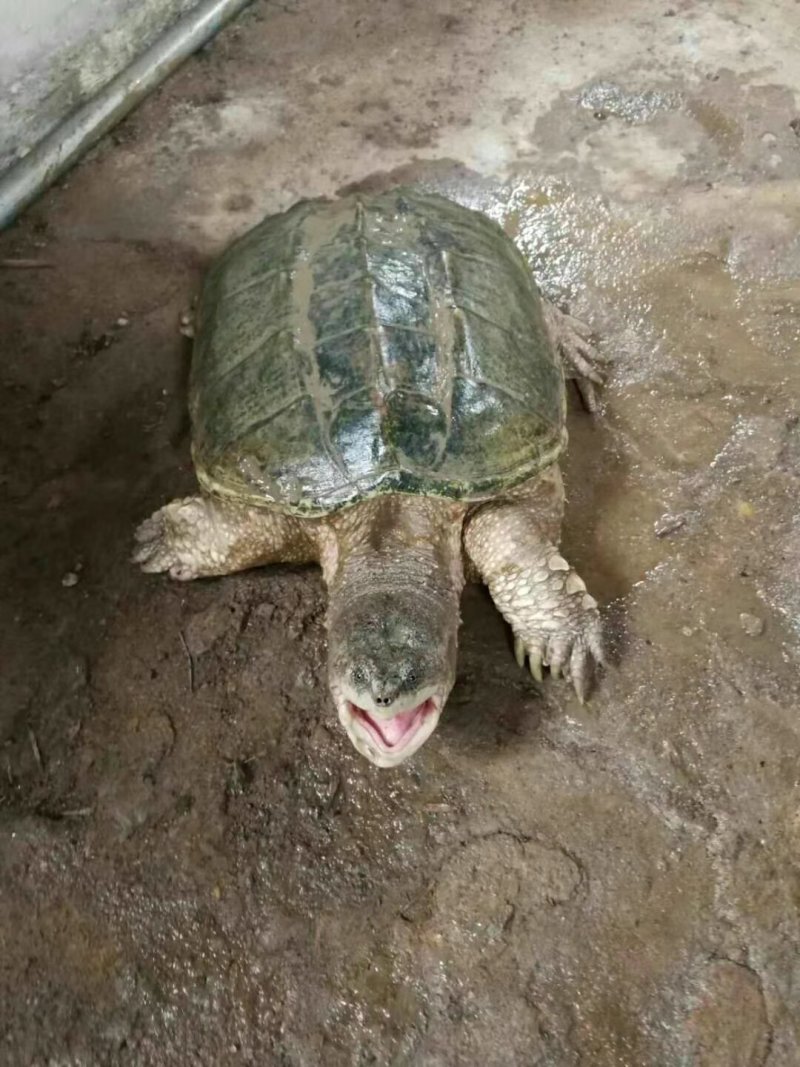 鳄鱼龟