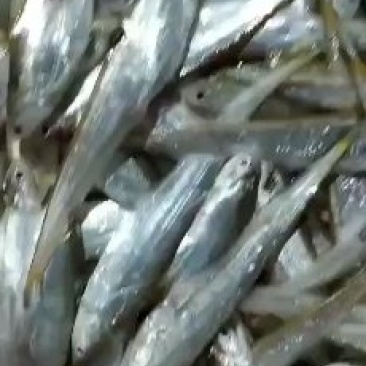 冰鲜毛刀