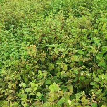 枯草水稻田地里种植靓