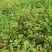 枯草水稻田地里种植靓