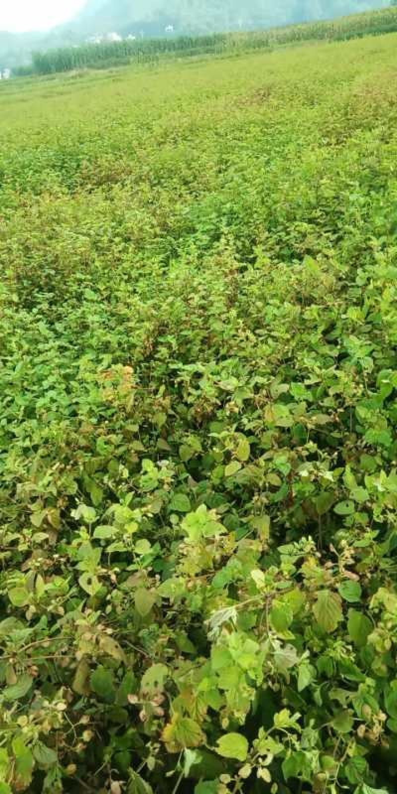 枯草水稻田地里种植靓
