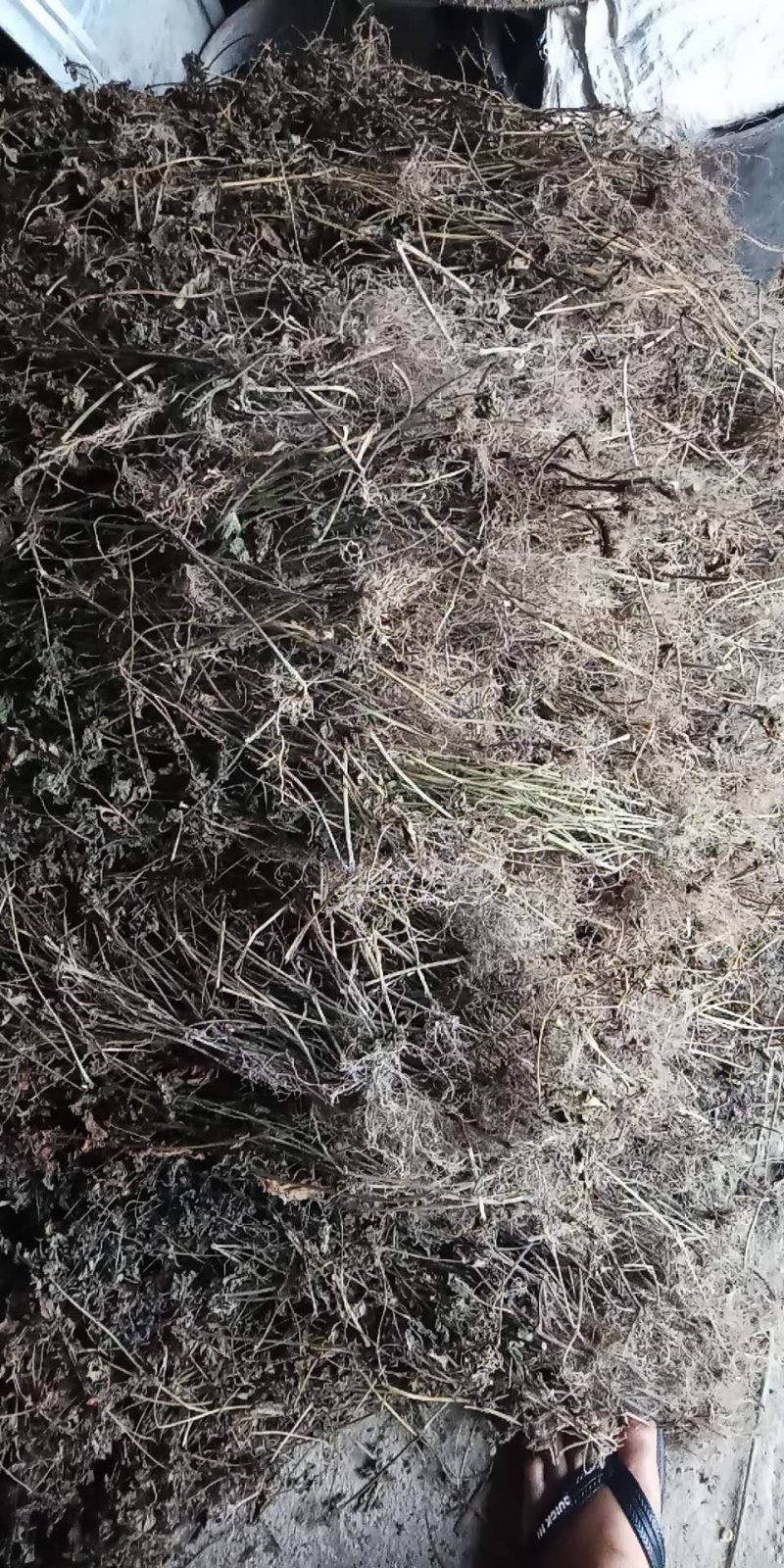 枯草水稻田地里种植靓