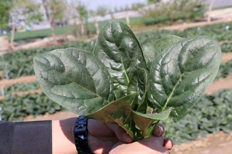250克装半直大黑圆叶耐寒菠菜种叶片厚实高抗霜霉病品质好